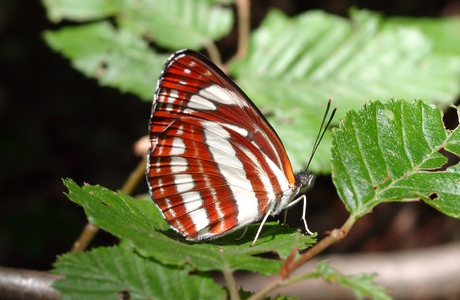 Schwarzbrauner Trauerfalter (Neptis sappho) - © Emanuel Trummer